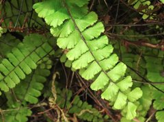 Adiantum malesianum