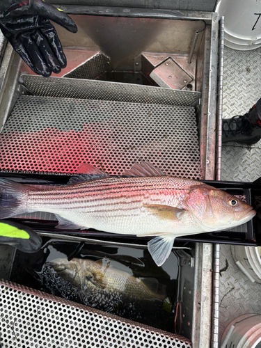 Striped bass (Morone saxatilis) — Moronidae — 4