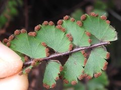 Adiantum malesianum