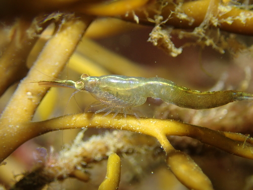 Chameleon Shrimp, photo 8 of 9