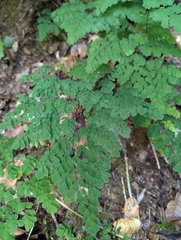 Adiantum andicola, photograph (c) Hank Raizen, some rights reserved (CC BY)