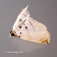 Trichophysetis hampsoni