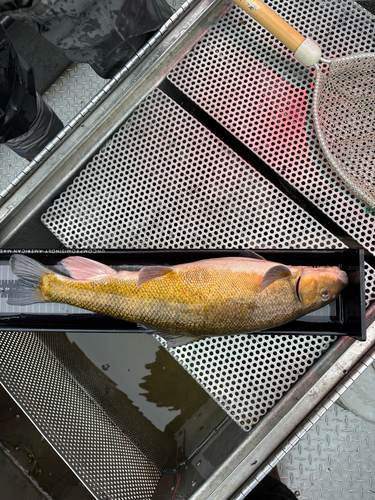 Goose Lake sucker (Catostomus occidentalis) — Catostomidae