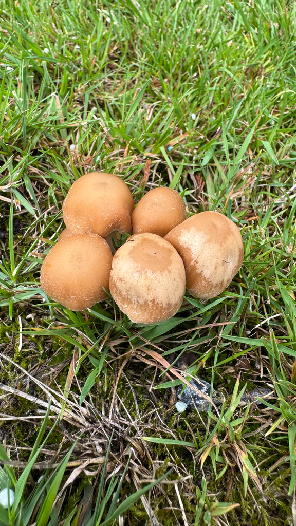 Candolleomyces candolleanus · January 2026 · photo: © frankashwood (iNaturalist, cc-by)
