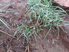 Hermannia jacobeifolia