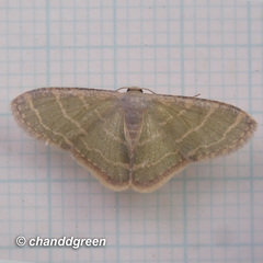 Lophophleps triangularis