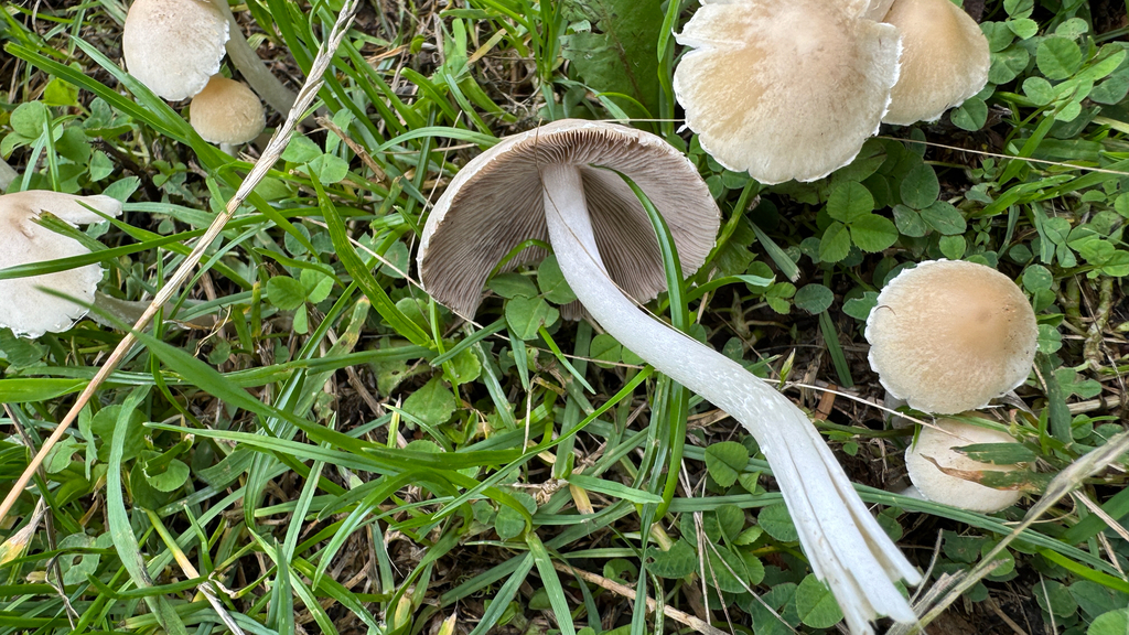 Candolleomyces candolleanus · January 2026 · photo: © frankashwood (iNaturalist, cc-by)
