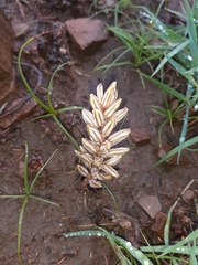 Eriospermum paradoxum