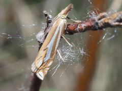 Crambus pratella
