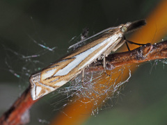 Crambus pratella
