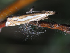 Crambus pratella