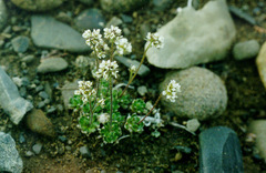 Draba subcapitata