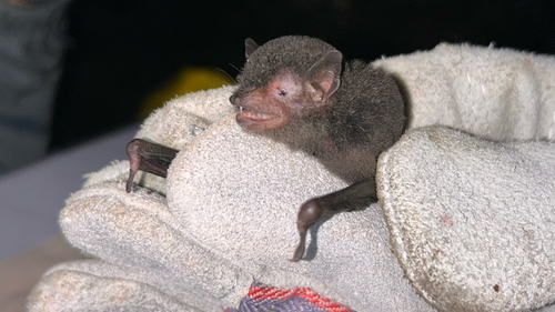 Myotis muricola