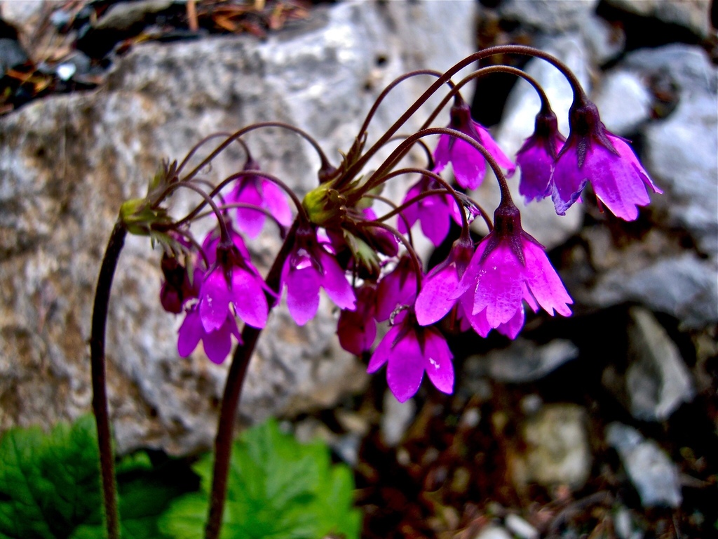 Alpine bells (Primula matthioli)