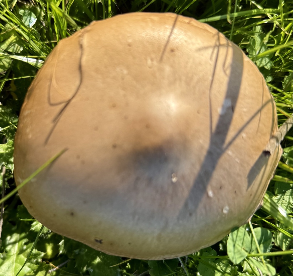 Volvopluteus gloiocephalus · January 2026 · photo: © hllrnnr (iNaturalist, cc0)