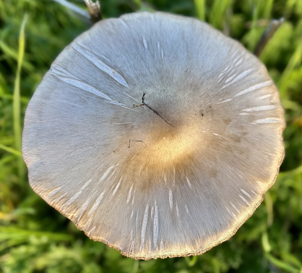 Volvopluteus gloiocephalus · January 2026 · photo: © hllrnnr (iNaturalist, cc0)