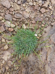 Dianthus micropetalus