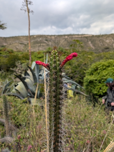 Borzicactus sepium, photograph 3