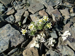 Draba subcapitata