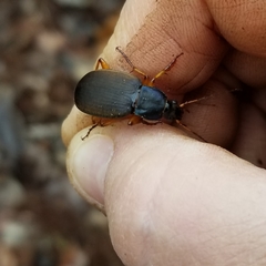 Chlaenius laticollis