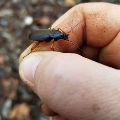 Chlaenius laticollis