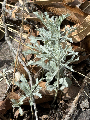Foto de Artemisia ludoviciana