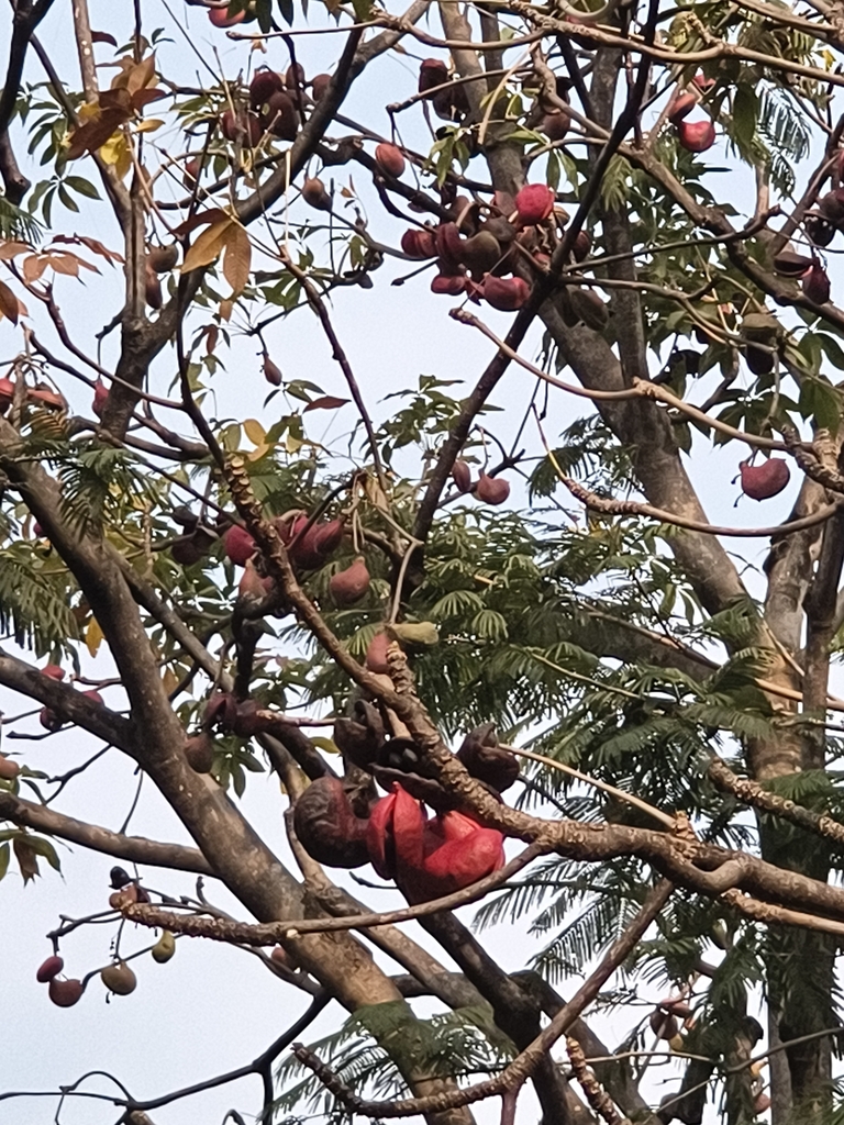 Quả mõ – Sterculia foetida