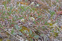 Draba subcapitata