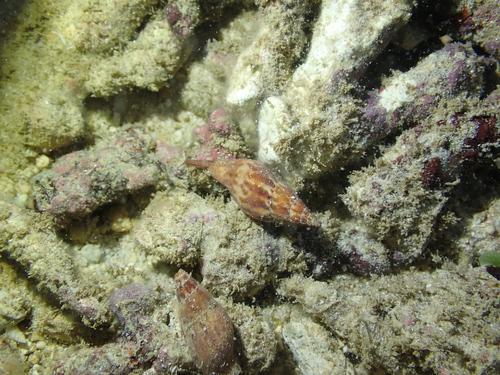 Pisania ignea observed 2026-01-23