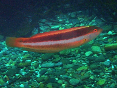 Australian maori-wrasse (Ophthalmolepis lineolata) — Labridae — 3