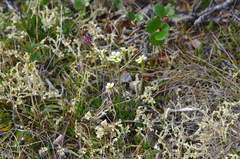 Draba taimyrensis