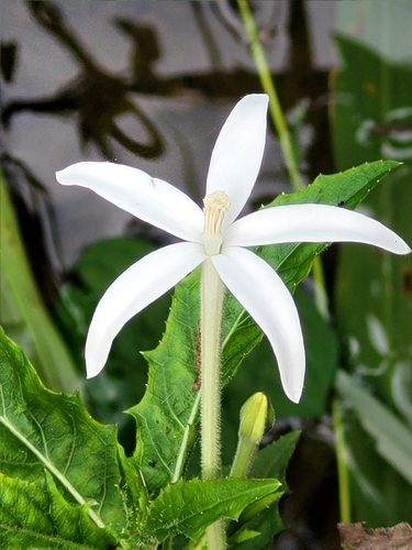 Hippobroma longiflora