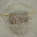 photo of Mushroom Jelly (Rhopilema verrilli)