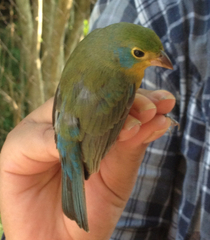 Passerina leclancherii