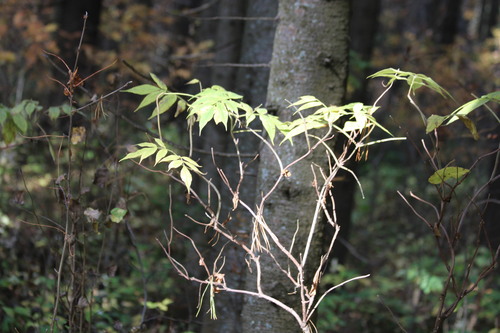 Sambucus sibirica, photograph 6