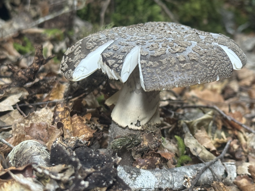 Amanita nothofagi · January 2026 · photo: © iandickie (iNaturalist, cc-by)