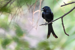 Dicrurus macrocercus