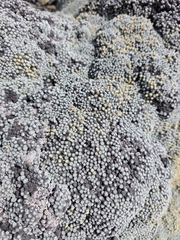Raoulia bryoides, photograph author not stated, no rights reserved