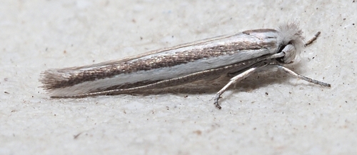 Nematobola