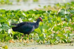 Porphyrio poliocephalus