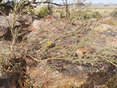 Osteospermum spinosum