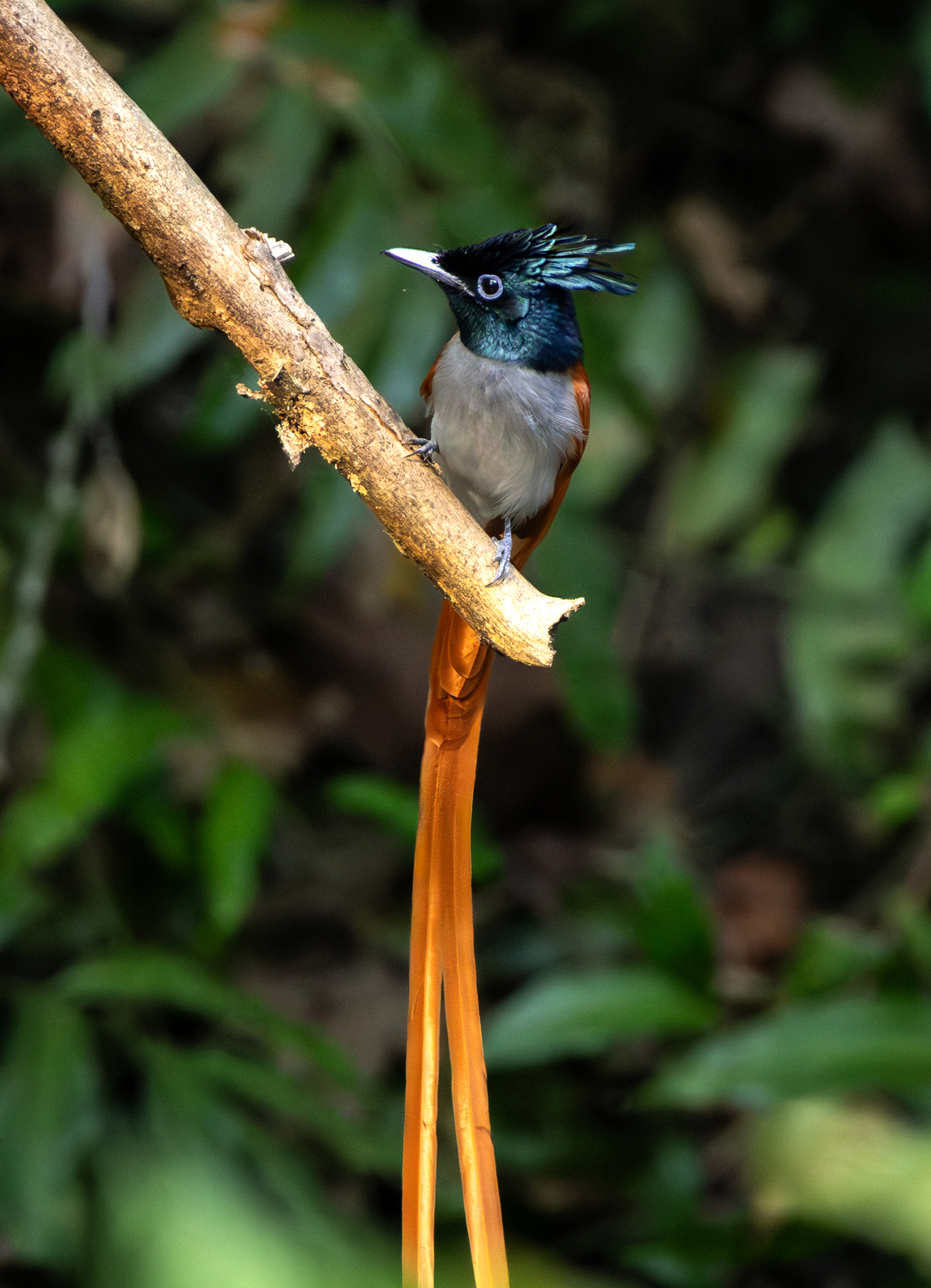 Indian Paradise Flycatcher (Terpsiphone paradisi), photo 6