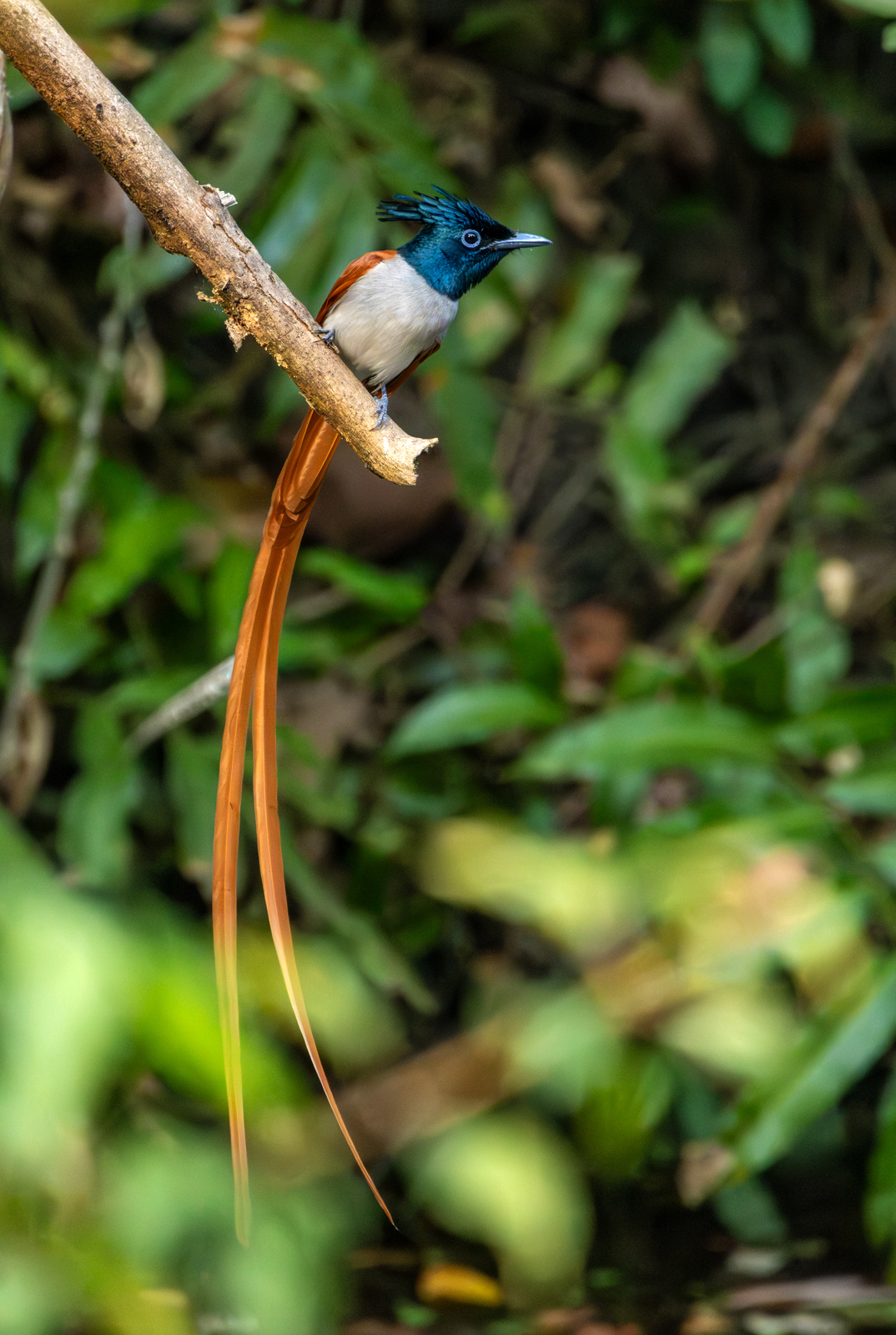 Indian Paradise Flycatcher (Terpsiphone paradisi), photo 7