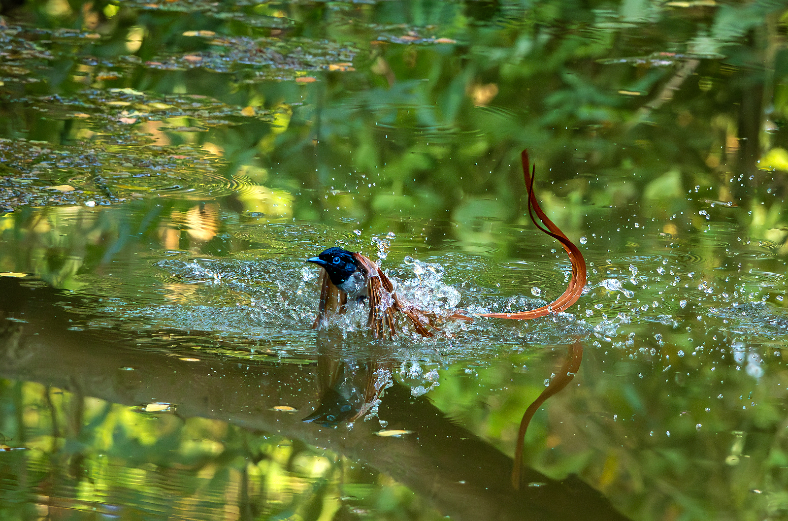 Indian Paradise Flycatcher (Terpsiphone paradisi), photo 4