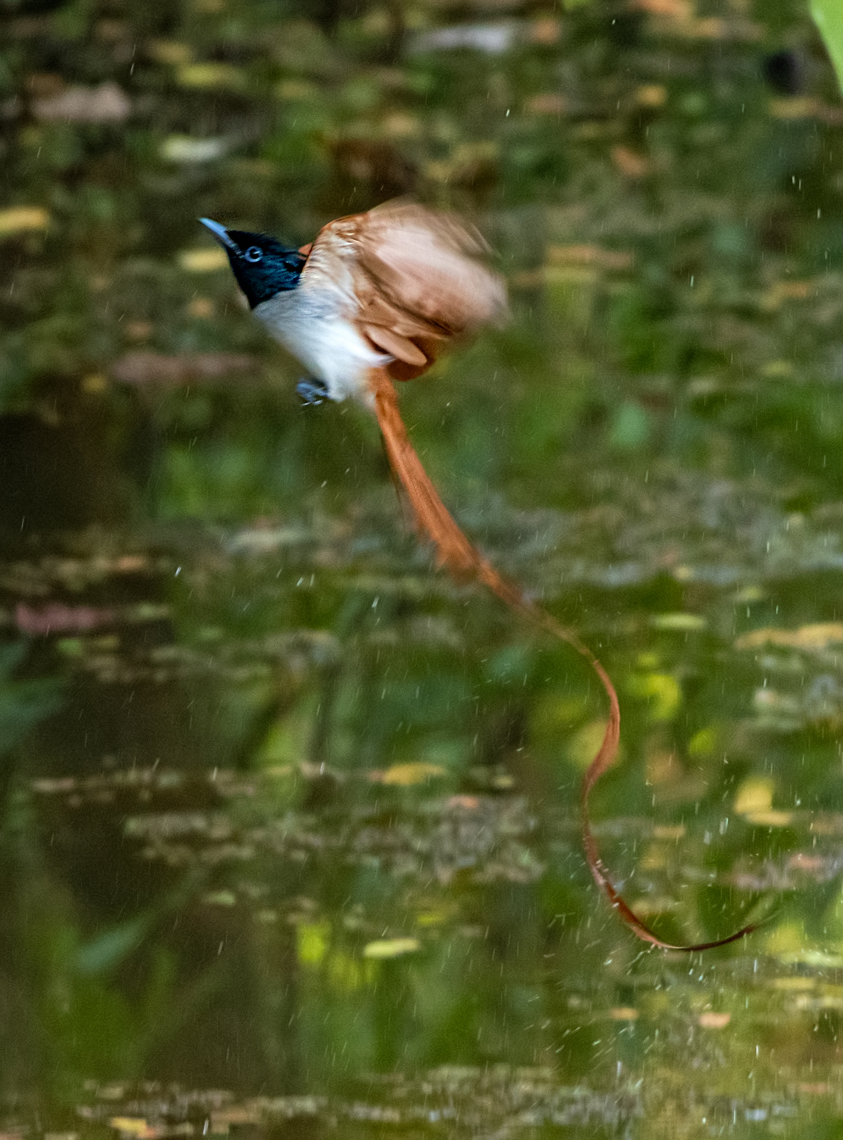 Indian Paradise Flycatcher (Terpsiphone paradisi), photo 5