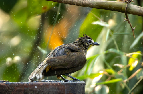 White-browed Bulbul (Pycnonotus luteolus), photo 2