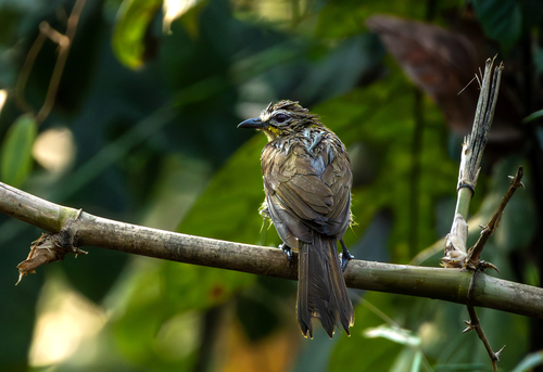 White-browed Bulbul (Pycnonotus luteolus)