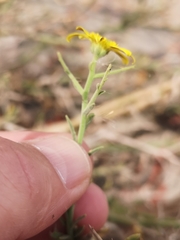 Osteospermum spinosum
