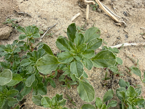 Mat Amaranth (Amaranthus blitoides)