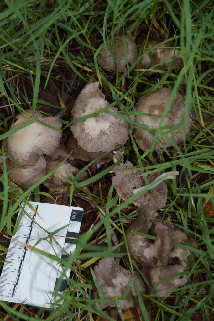 Candolleomyces candolleanus · January 2026 · photo: © davidwhyte (iNaturalist, cc-by-sa)